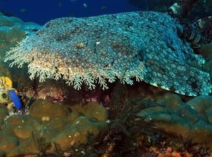 Foto: Hiu Karpet yang Bikin Penasaran