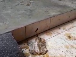 Viral Rumah di Tambora Jakbar Dilempari Kotoran, Polisi Turun Tangan