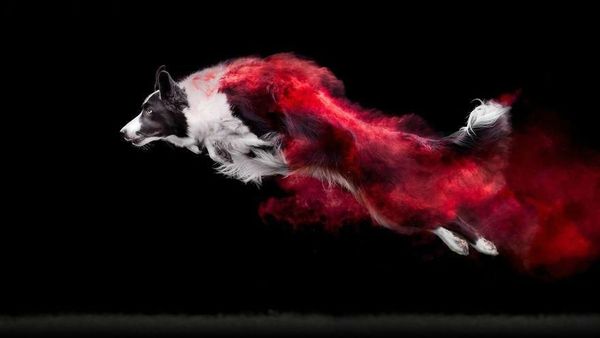 Cantiknya Powder Photography pada Anjing