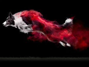 Cantiknya Powder Photography pada Anjing