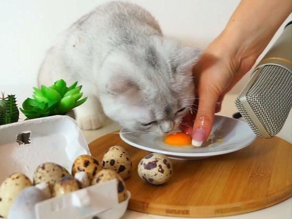 Gemas! Aksi Kucing ASMR Saat Makan dan Minum di Depan Microphone Gemas! Aksi Kucing ASMR Saat Makan dan Minum di Depan Microphone