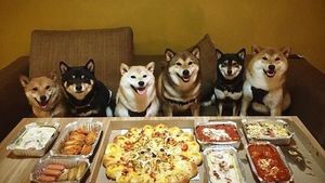 Bikin Gemas! Shiba Inu yang Berfoto Hingga Jualan Makanan