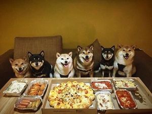 Bikin Gemas! Shiba Inu yang Berfoto Hingga Jualan Makanan Bikin Gemas! Shiba Inu yang Berfoto Hingga Jualan Makanan