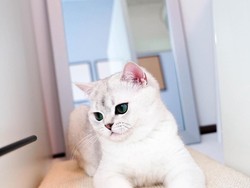 Wisata Unik di Bandung untuk Pencinta Kucing dan Anjing