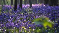Indahnya Fenomena Hutan Biru di Belgia