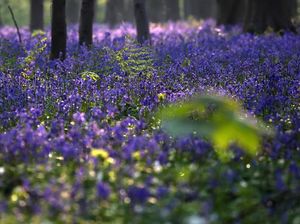 Indahnya Fenomena Hutan Biru di Belgia