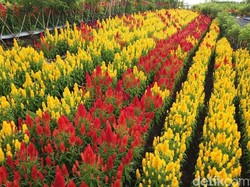 Ini Lokasi Baru Banyuwangi Agroexpo, Begitu Instagramable