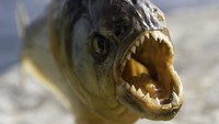 Sungai Ini Pernah Dihuni Megapiranha, Gigitan Lebih Seram dari Megalodon
