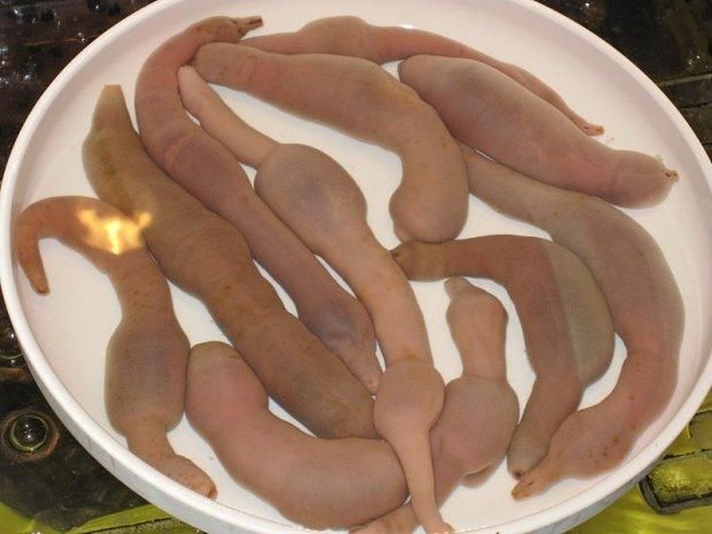 Berani Coba? 5 Makanan Ekstrem dan Kontroversial dari Korea Selatan Berani Coba? 5 Makanan Ekstrem dan Kontroversial dari Korea Selatan