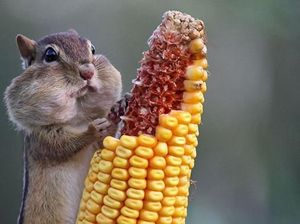Ekspresi Menggemaskan Saat Hamster hingga Burung Jadi Foodies Ekspresi Menggemaskan Saat Hamster hingga Burung Jadi Foodies