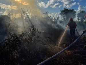 Layani Permintaan Pasar, Brasil dan Indonesia Babat Lebih Banyak Hutan