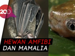 Ini Loh Cebong, Ini Loh Kampret