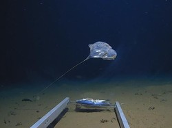 Fakta Palung Laut Terdalam di Dunia, Lokasinya Tak Jauh dari Indonesia