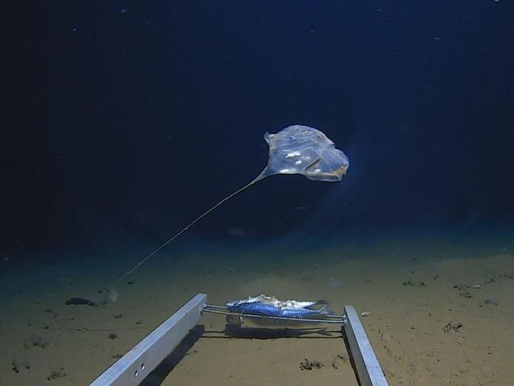 Fakta Palung Laut Terdalam di Dunia, Lokasinya Tak Jauh dari Indonesia Fakta Palung Laut Terdalam di Dunia, Lokasinya Tak Jauh dari Indonesia