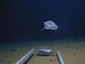 Fakta Palung Laut Terdalam di Dunia, Lokasinya Tak Jauh dari Indonesia Fakta Palung Laut Terdalam di Dunia, Lokasinya Tak Jauh dari Indonesia