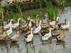 Pasal Unggas Jalan-jalan di RKUHP Juga Ada di KUHP yang Sekarang Lho!