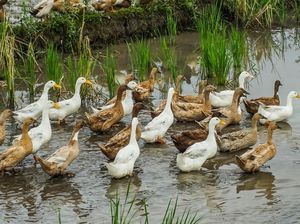 Pertanian Ramah Lingkungan di Jepang Pakai Bebek Sebagai Pembasmi Hama! Pertanian Ramah Lingkungan di Jepang Pakai Bebek Sebagai Pembasmi Hama!