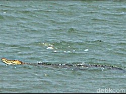 BBKSDA Jabar Lacak Buaya yang Muncul di Teluk Pangandaran
