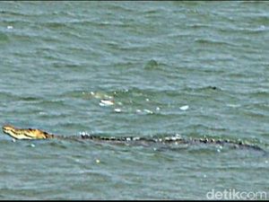 BBKSDA Jabar Lacak Buaya yang Muncul di Teluk Pangandaran BBKSDA Jabar Lacak Buaya yang Muncul di Teluk Pangandaran