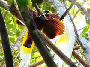 Festival Crossborder Keerom Ajak Traveler Kenali Satwa Langka Papua