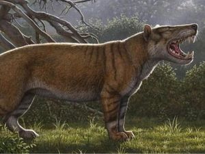 Fosil Singa Raksasa Ditemukan di Laci Sebuah Museum di Kenya Fosil Singa Raksasa Ditemukan di Laci Sebuah Museum di Kenya