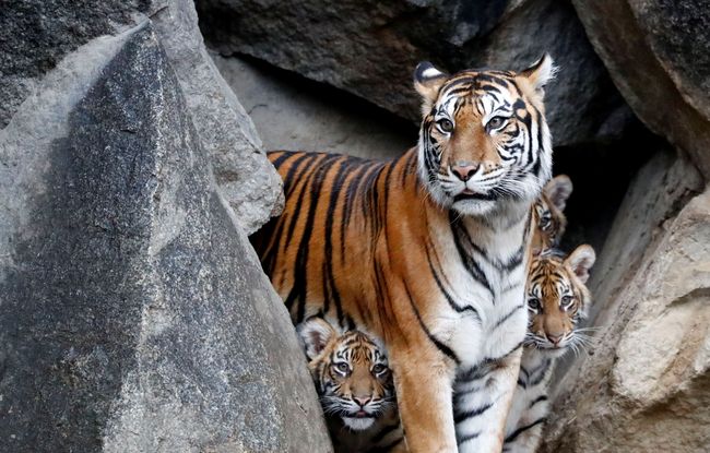 Berita Penjaga Kebun Binatang di Kansas AS Luka Diserang Harimau Sumatera Sabtu 6 Juni 2020 Berita Penjaga Kebun Binatang di Kansas AS Luka Diserang Harimau Sumatera Sabtu 6 Juni 2020
