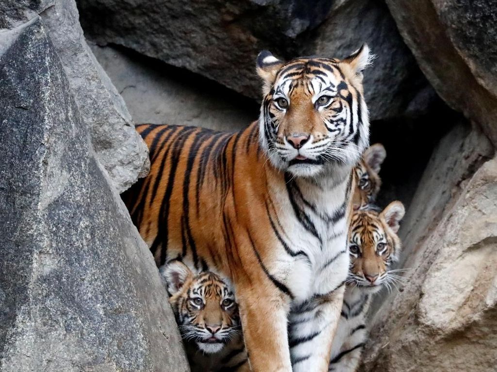 Sepanjang 2019, Harimau-Babi-Beruang-Gajah Serang Manusia di Sumsel Sepanjang 2019, Harimau-Babi-Beruang-Gajah Serang Manusia di Sumsel