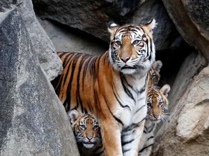 Harimau Tewaskan Pekerja HTI di Riau Tak Dievakuasi, BBKSDA: Itu Habitatnya Harimau Tewaskan Pekerja HTI di Riau Tak Dievakuasi, BBKSDA: Itu Habitatnya