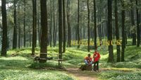 Foto: Hutan Pinus Instagramable di Banyumas
