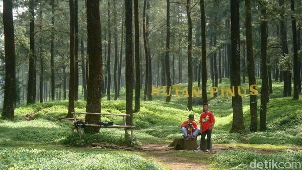 Foto: Hutan Pinus Instagramable di Banyumas