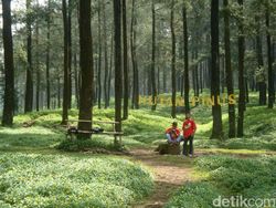 Sejuknya Camping di Hutan Pinus Limpakuwus Banyumas dan Daftar Tarifnya