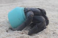 Sampah plastik membunuh hewan-hewan di Pulau Henderson (Dr Jennifer Lavers/ABC Australia)