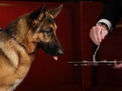 Restoran Ini Tawarkan Menu Khusus Untuk Anjing Termasuk Menu Dietnya