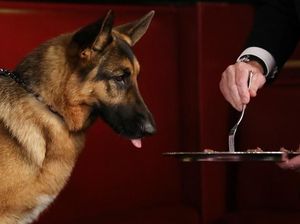 Restoran Ini Tawarkan Menu Khusus Untuk Anjing Termasuk Menu Dietnya Restoran Ini Tawarkan Menu Khusus Untuk Anjing Termasuk Menu Dietnya