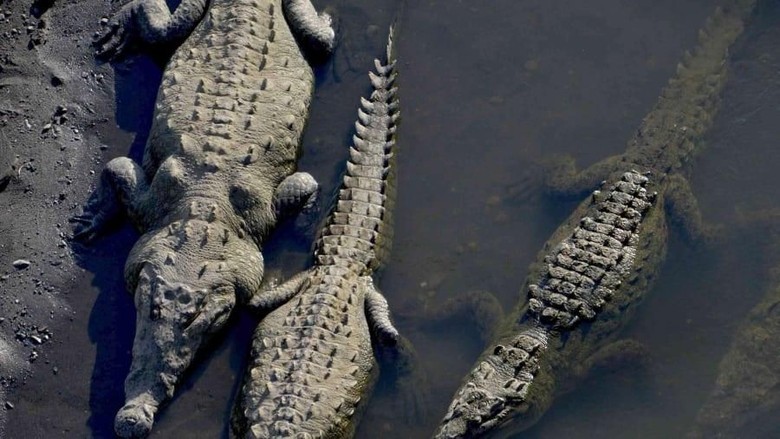 Jembatan buaya Kosta Rika (EZEQUIEL BECERRA/AFP/Getty Images/CNN Travel) Jembatan buaya Kosta Rika (EZEQUIEL BECERRA/AFP/Getty Images/CNN Travel)