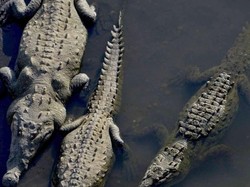 Berani Lewat Jembatan Buaya Ini?