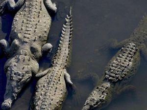Berani Lewat Jembatan Buaya Ini? Berani Lewat Jembatan Buaya Ini?