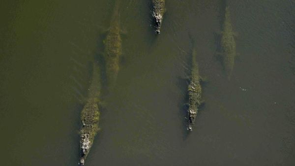 Tempat Wisata Ngeri: Jembatan Buaya