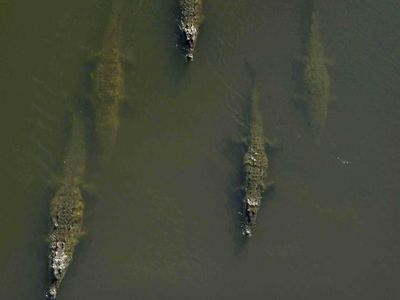 Tempat Wisata Ngeri: Jembatan Buaya