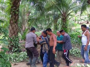 Warga Aceh Diserang Buaya Saat Menjala Ikan