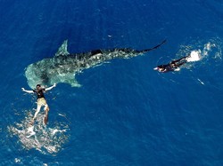 Doa Nabi Yunus dalam Perut Ikan Paus, untuk Keluar dari Kesulitan Hidup