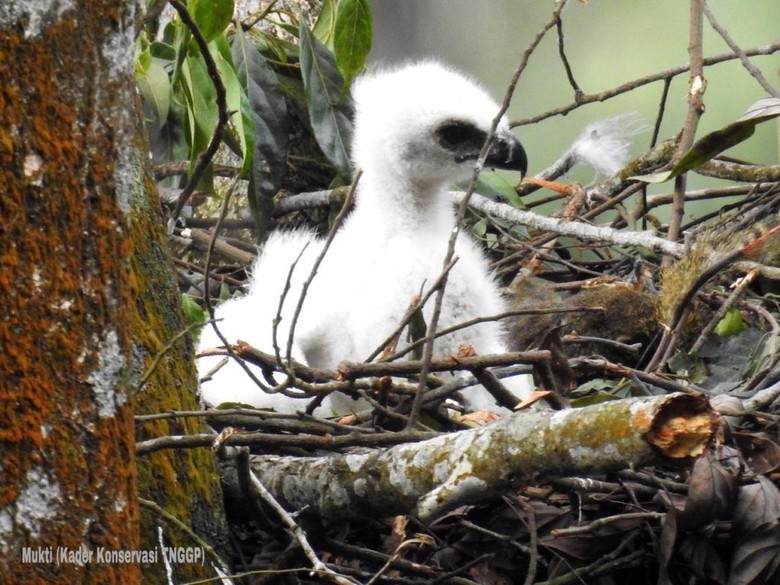 Ranger Gunung Gede Pangrango Temukan Anak Burung Garuda