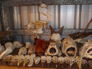 Pria Asal India Terancam 5 Tahun Penjara karena Jual Hewan Asli Australia