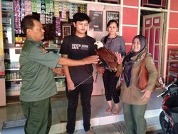 Terancam Punah, Elang Bondol Diserahkan Warga Pangandaran