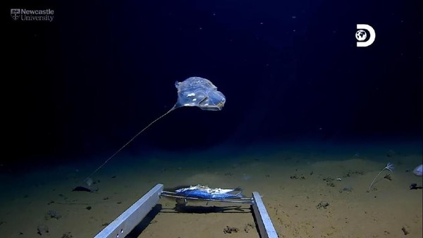 Ilmuwan Temukan Empat Spesies Baru Di Palung Jawa