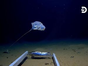 Ilmuwan Temukan Empat Spesies Baru di Palung Jawa