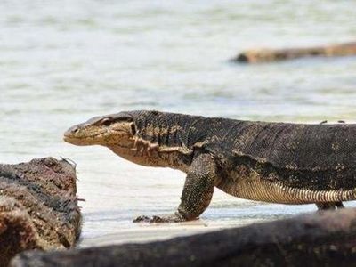 NTT Punya Pulau Komodo, Jawa Barat Punya Pulau Biawak