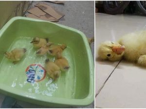 Wanita Ini Beli 24 Telur untuk Dimakan, Malah Berakhir Menetas Jadi Bebek!