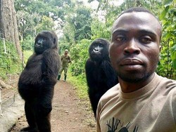 Genit! 2 Gorila di Kongo Sadar Kamera Selfie Bareng Penjaga Taman