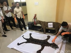 Polisi Bongkar Perdagangan Kulit Harimau di Sumbar